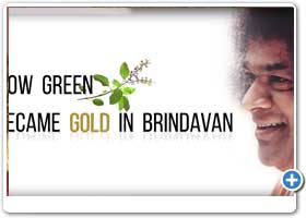 How Green Became Gold in Brindavan - Mr M G Nandagopal | Brindavan Diaries - 2