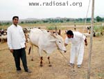  Caring for their cattle