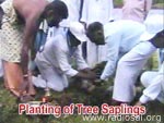 Planting of Saplings