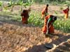 Working on the vegetable farm