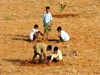 Planting saplings